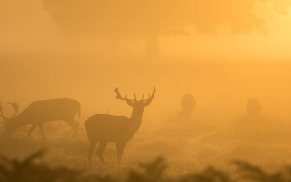 The Orange Deer